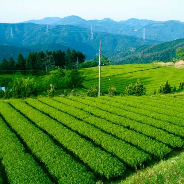 Osada-san tea fields