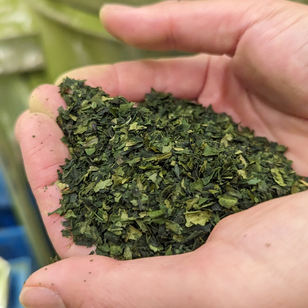 Tencha arbatos lapeliai - matcha arbatos žaliava